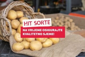 Najzastupljenije sorte krumpira u Hercegovini