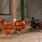Oprez! Kokošja tekut već napada kokoši
