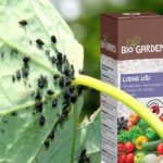 Suzbijanje lisnih uši ekološkim pripravcima