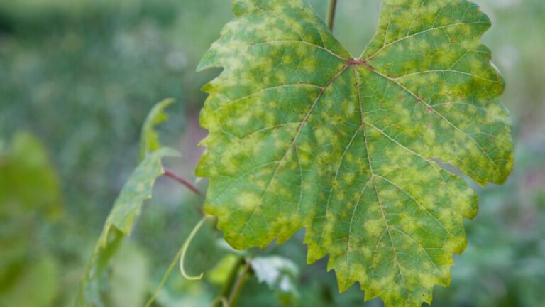 Plamenjača vinove loze – evo čime je tretirati