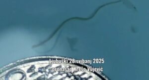 VIDEO: Ugor težak 1.30 kg ulovljen u vodama između Kravice i Koćuše