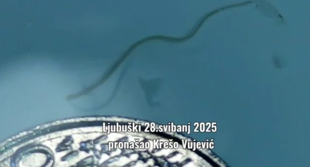VIDEO: Ugor težak 1.30 kg ulovljen u vodama između Kravice i Koćuše