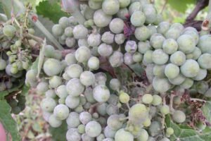 Pepelnica: Podmukla prijetnja hercegovačkim vinogradima