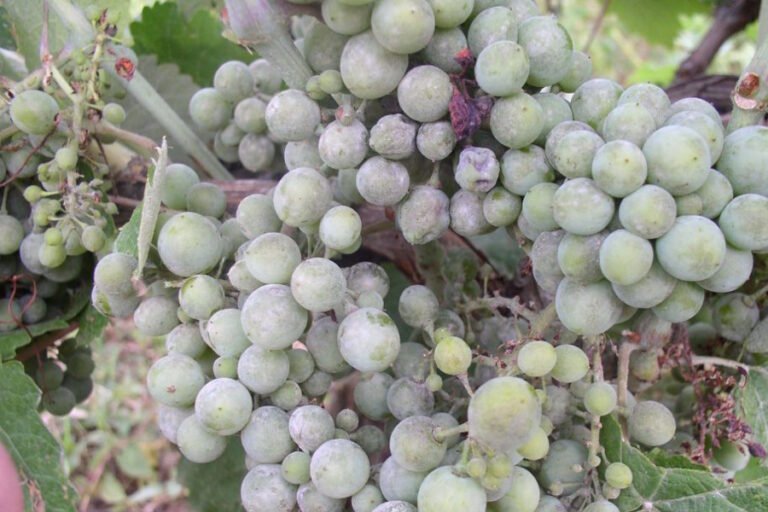 Pepelnica: Podmukla prijetnja hercegovačkim vinogradima