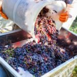 Prednosti korištenja enzima u proizvodnji vina