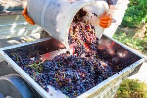 Prednosti korištenja enzima u proizvodnji vina