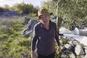 Čudo iz Grljevića: Kako je Drago Čolak iz hercegovačkog kamena stvorio maslinik s 1000 stabala