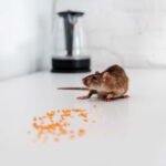 Efikasni načini suzbijanja miševa i štakora