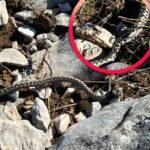 Splitski planinari u Ljubuškom: Svakih pola sata nailazili smo na poskoka, ne znam koji je bio “ljepši”