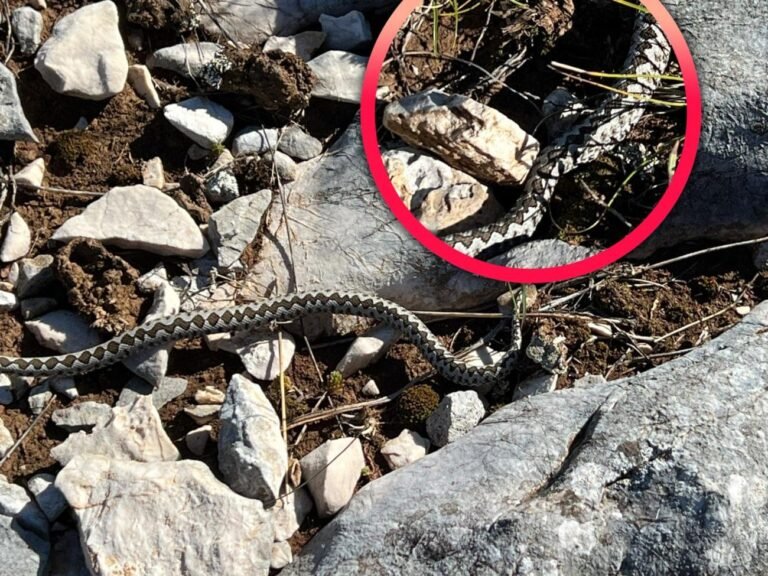 Splitski planinari u Ljubuškom: Svakih pola sata nailazili smo na poskoka, ne znam koji je bio “ljepši”