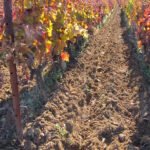 Jesenska gnojidba vinograda i voćnjaka