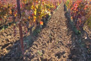 Jesenska gnojidba vinograda i voćnjaka