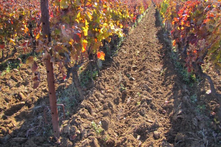 Jesenska gnojidba vinograda i voćnjaka